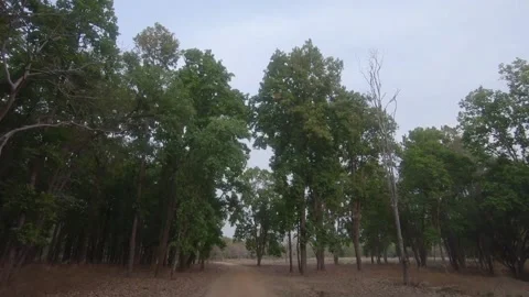 Moving through the forest 4, Kanha National park, Madhya Pradesh Stock Footage 208615187