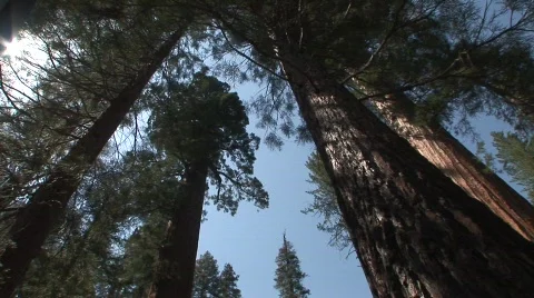 Moving through forest 6 Video stock 475465