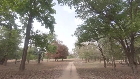 Moving through the forest 7, Kanha National park, Madhya Pradesh Stock Footage 208614952