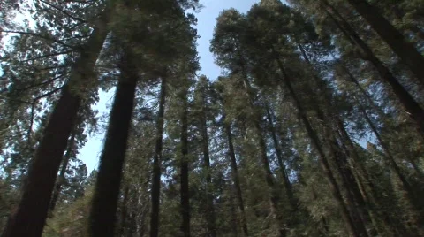 Moving through forest 8 Видео 475453