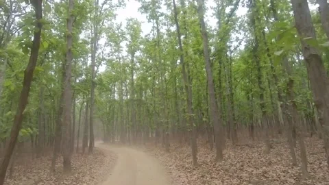 Moving through the forest 8, Kanha National park, Madhya Pradesh Stock Footage 208614888