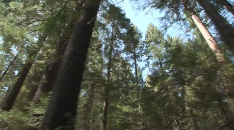 Moving through forest 9 Stock Footage 475448
