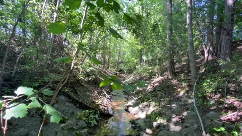 Moving Through Forest Creek Toward Dark Tunnel Video stock 327853219