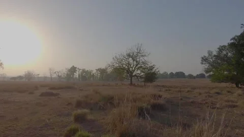 Moving through forest during afternoon in Kanha Tiger Reserve Stock Footage 145262548