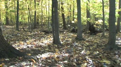 Moving Through Forest Vidéo 280336