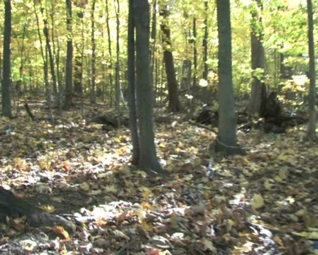 Moving Through Forest Stock Footage 284562