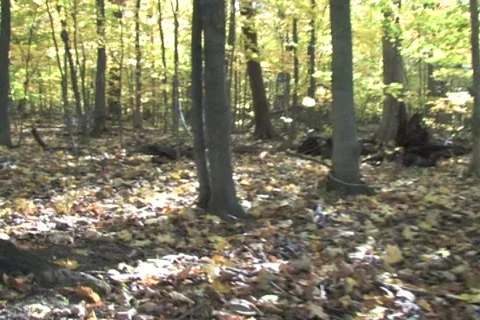 Moving Through Forest Video stock 285070