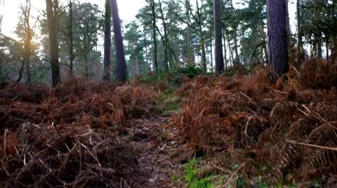 Moving through Forest Video stock 10709809