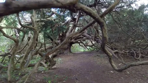 Moving through forest Stock Footage 71302123