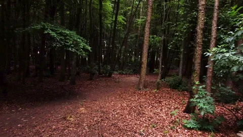 Moving through a forest Stock Footage 155574415