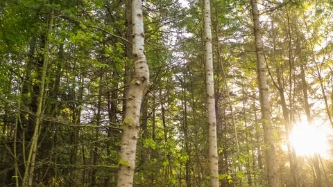 Moving through a forest full of trees at sunset Stock Footage 95707522