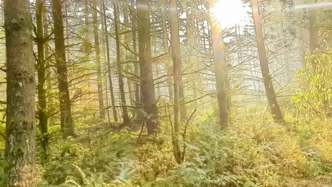 Moving through a forest full of trees at sunset as the sun shines through Stock Footage 219518843