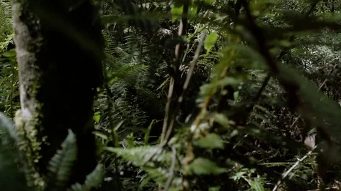 Moving Through The Forest Green Stock Footage 70737441