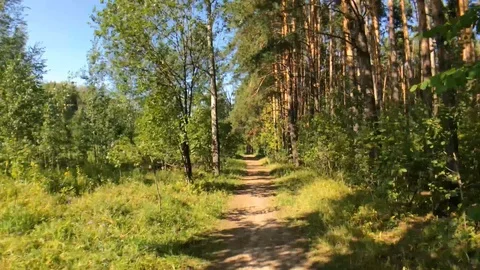 Moving through the forest in late summer Video stock 114012773