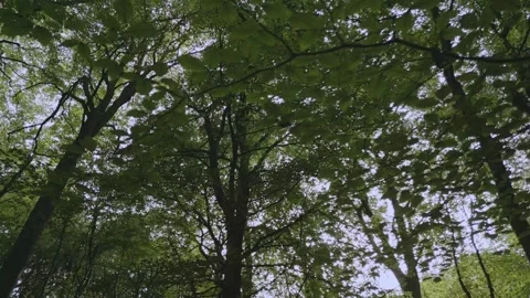 Moving through forest, looking up at  sunlight through beech trees. 库存影片 255731714