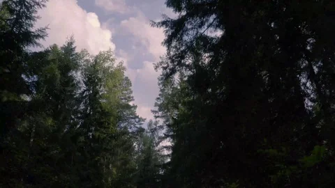 Moving through forest nature Stock Footage 93665825