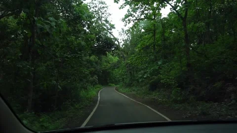 Moving through a Forest Road Stock Footage 232885549