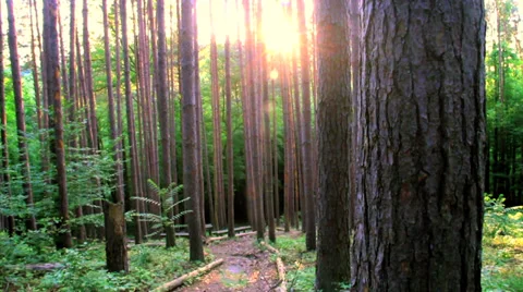 Moving Through the Forrest Stock Footage 35293096