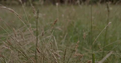 Moving through grass in 2K, 2048 × 1080 Stock Footage 68023611