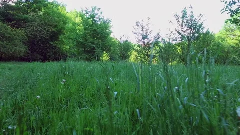 Moving through grass and plants in a meadow Stock Footage 231799564