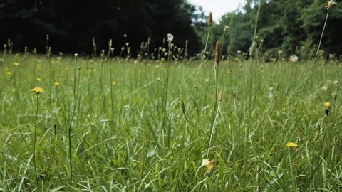 Moving Through Grass in Bright Field of Flowers Stock Footage 94307506