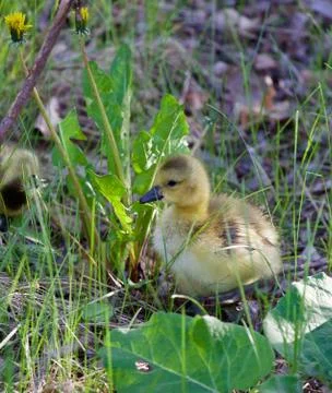 Moving through the grass can be not easy Stock Photos