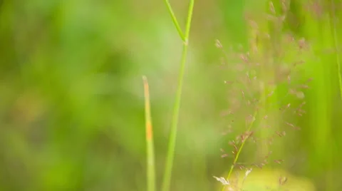 Moving through the Grass in the field. HD 1080. Stock-Footage 40699222