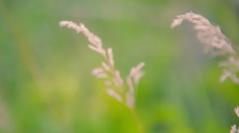 Moving through the Grass in the field. HD 1080. Stock Footage 41256182