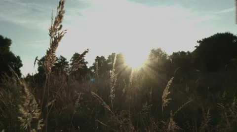 Moving through the grass Stock Footage 65376646