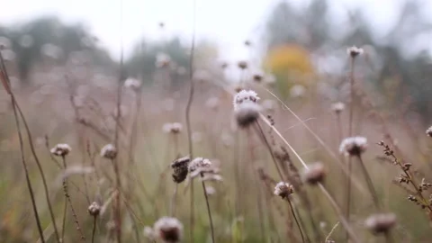 Moving Through Grass Handheld Wide Macro Video stock 150865914