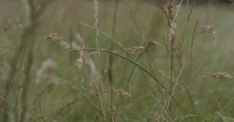 Moving through grass with sun flares in 2K, 2048 × 1080 Stock Footage 68023009