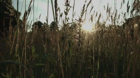 Moving through the grass, weeds Stock Footage 65376642