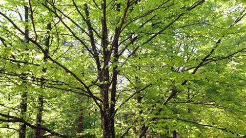 Moving up through the green canopy of the tree Video stock 341153565