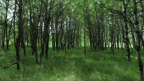 Moving through green forest Stock Footage 194164786