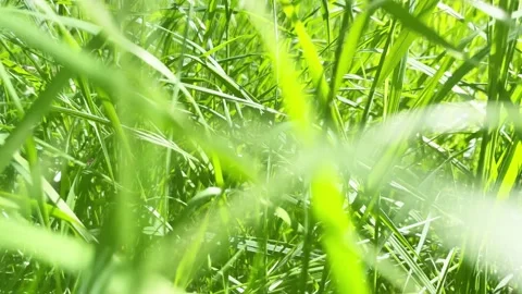 Moving through green grass Stock Footage 196173632
