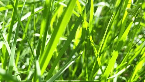 Moving through green grass Stock Footage 196175451