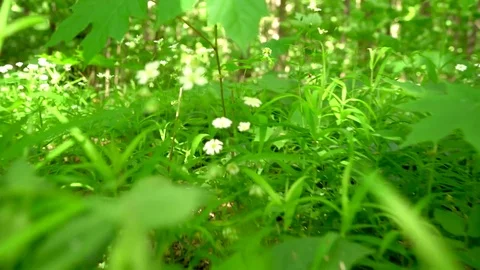Moving through the green grass in the forest Stock Footage 75767213
