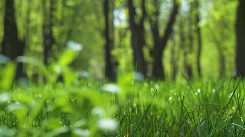 Moving through Green Grass on a Sunny Spring Day in the Park Stock Footage 272429384