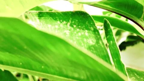 Moving through green leaves 動画素材 344414682