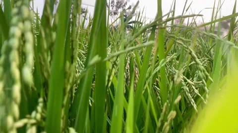 Moving Through Green Rice Plants in a Paddy Field Vídeos de archivo 345152357