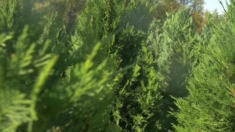 Moving Through a Group of Evergreen Trees In Slow Motion Stock Footage 83360096