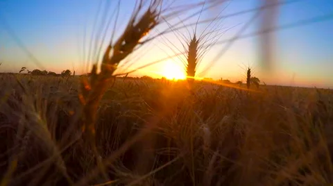 Moving through Heads of Wheat at Sunset Vídeo Stock 61539481