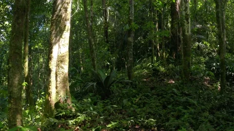 Moving through the inside of a tropical forest on a windy and sunny day Stock Footage 165842479