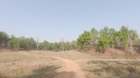 Moving through the Jungle 2 , Kanha National Park, Madhya Pradesh Stock Footage 207040306