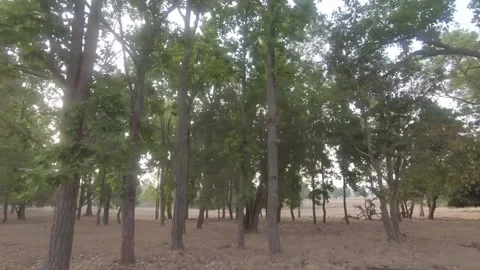 Moving through the Jungle 4 , Kanha National park, Madhya Pradesh Stock Footage 208614947