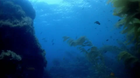 Moving through kelp and fish underwater, California, USA. Stock Footage 163173347