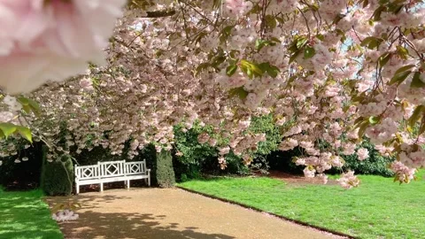 Moving through a large cherry tree in full blossom Stock Footage 260257779