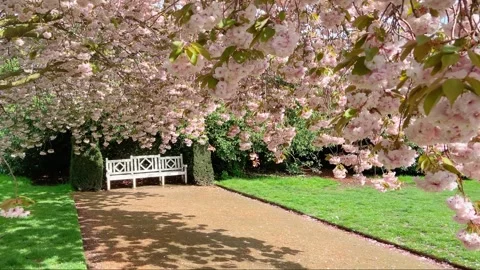 Moving through a large cherry tree in full blossom Stock Footage 260257797