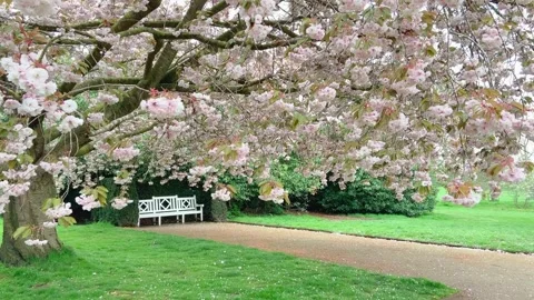 Moving through a large cherry tree in full blossom Stock Footage 260257806