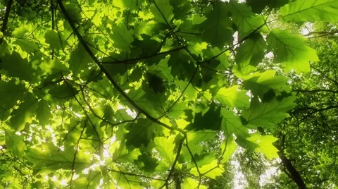 Moving through the leaves in the forest 스톡 동영상 66541860